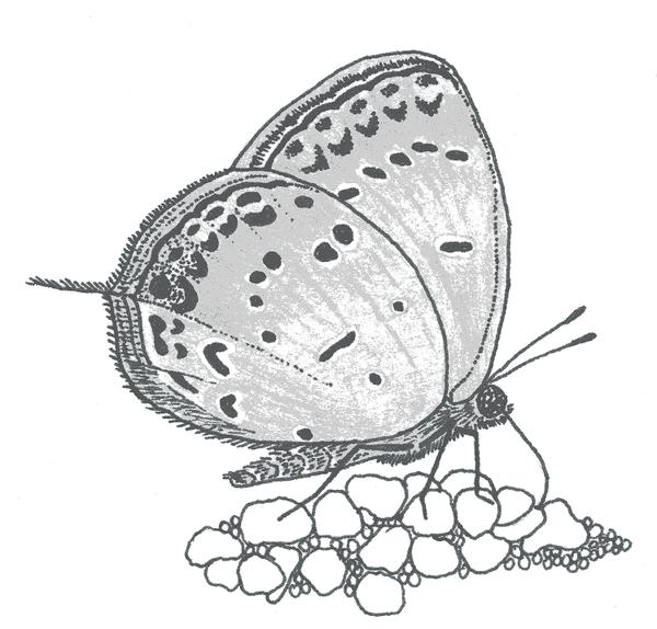 Figure 4. Eastern Tailed-Blue.